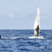 whale_humpback_h_00548_dom2596.jpg
